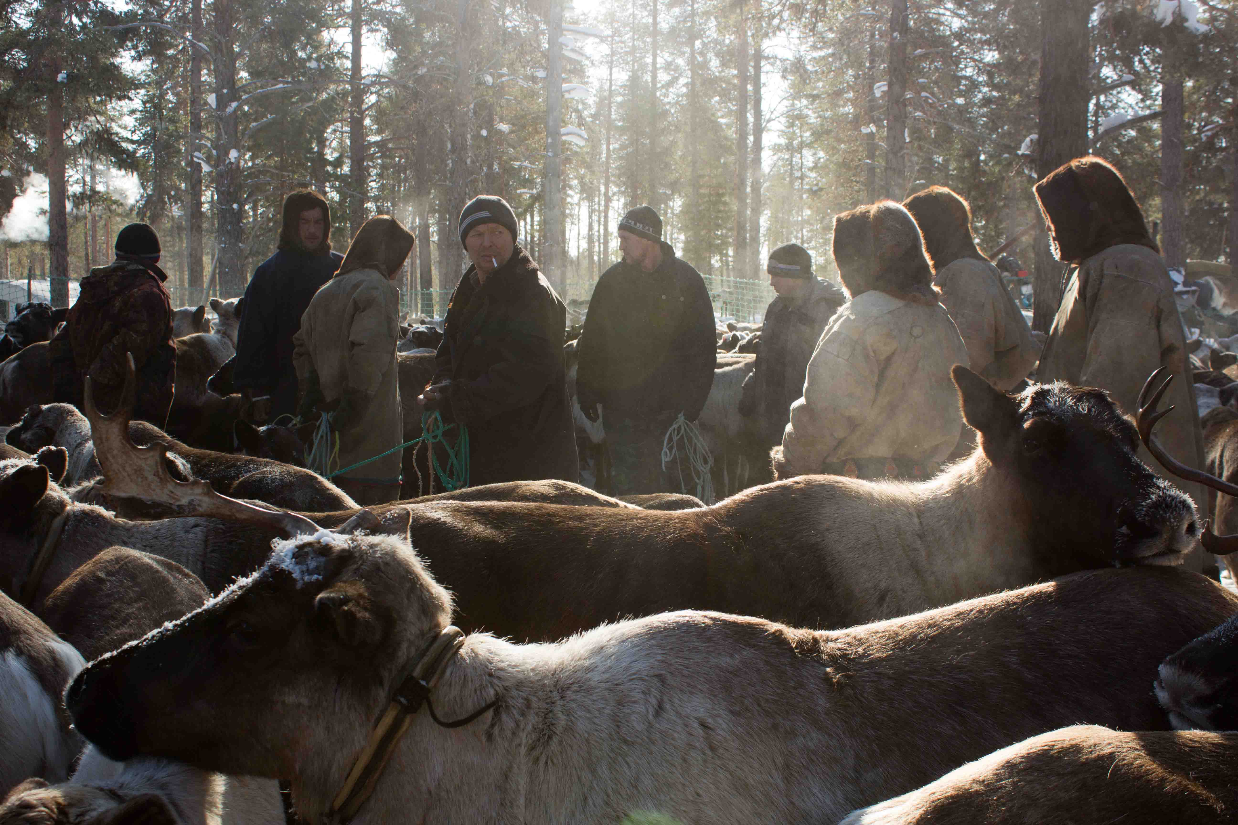 Reindeer herders' meeting in the morning.
